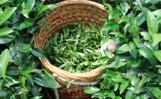 永州茶叶及茶制品检测,茶叶及茶制品检测费用,茶叶及茶制品检测机构,茶叶及茶制品检测项目